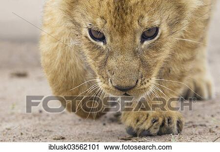"Curious Lion (Panthera leo) cub, Massai Mara, Serengeti, Rift Valley province, Kenya, Africa" View Large Photo Image Stock Image - "Curious Lion (Panthera leo) cub, Massai Mara, Serengeti, Rift Valley province, Kenya, Africa". Fotosearch
