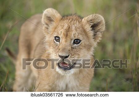 "Curious Lion (Panthera leo) cub, Massai Mara, Serengeti, Rift Valley province, Kenya, Africa" View Large Photo Image Stock Photograph - "Curious Lion (Panthera leo) cub, Massai Mara, Serengeti, Rift Valley province, Kenya, Africa". Fotosearch