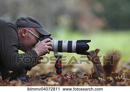 "Curious Red Squirrel (Sciurus vulgaris), inspecting a camera, seeing eye to eye with a photographer, in a park, Leipzig, Saxony, Germany, Europe" View Large Photo Image Stock Image - "Curious Red Squirrel (Sciurus vulgaris), inspecting a camera, seeing eye to eye with a photographer, in a park, Leipzig, Saxony, Germany, Europe". Fotosearch