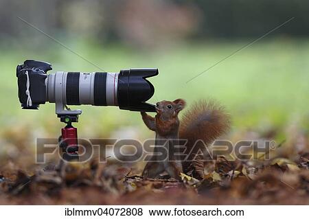 "Curious Red Squirrel (Sciurus vulgaris) inspecting a camera, Leipzig, Saxony, Germany, Europe" View Large Photo Image Stock Photo - "Curious Red Squirrel (Sciurus vulgaris) inspecting a camera, Leipzig, Saxony, Germany, Europe". Fotosearch