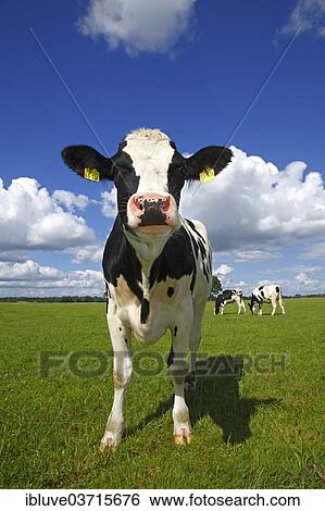 "Curious young Friesian dairy cow on a pasture, Nature Reserve Oberalsterniederung, Wakendorf, Schleswig-Holstein, Germany, Europe" View Large Photo Image Stock Photograph - "Curious young Friesian dairy cow on a pasture, Nature Reserve Oberalsterniederung, Wakendorf, Schleswig-Holstein, Germany, Europe". Fotosearch