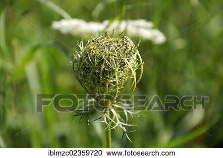 Stock Image - "Curled umbel of a Wild carrot (Daucus carota subsp. carota), Schnaittach, Middle Franconia, Bavaria, Germany, Europe". Fotosearch
