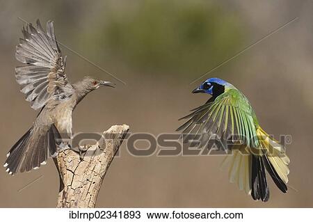 "Curve-billed Thrasher (Toxostoma curvirostre), and Green Jay (Cyanocorax yncas), adults fighting, Starr County, Rio Grande Valley, South Texas, USA" View Large Photo Image Stock Image - "Curve-billed Thrasher (Toxostoma curvirostre), and Green Jay (Cyanocorax yncas), adults fighting, Starr County, Rio Grande Valley, South Texas, USA". Fotosearch