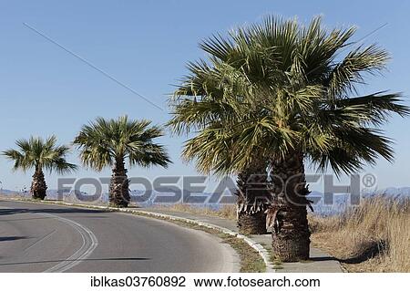 "Curve with palm trees, Rhodes, Rhodes island, Dodecanese, Greece, Europe" View Large Photo Image Stock Image - "Curve with palm trees, Rhodes, Rhodes island, Dodecanese, Greece, Europe". Fotosearch
