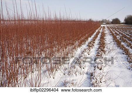 Picture - "Cut and uncut Osier (Salix viminalis) grown for fencing and basket making, with snow". Fotosearch