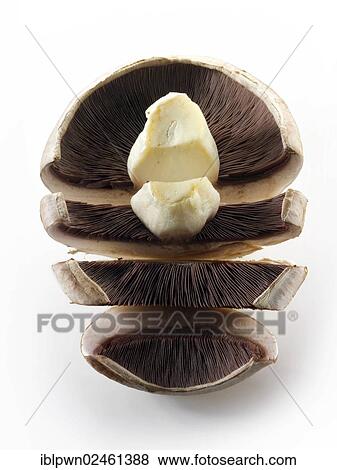 Cut field mushroom View Large Photo Image Stock Photo - Cut field mushroom. Fotosearch