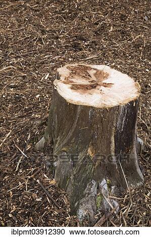 Stock Image - "Cut tree stump, Quebec, Canada, North America". Fotosearch