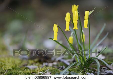 "Cyclamen-flowered Daffodil (Narcissus cyclamineus), Emsland region, Lower Saxony, Germany, Europe" View Large Photo Image Stock Photo - "Cyclamen-flowered Daffodil (Narcissus cyclamineus), Emsland region, Lower Saxony, Germany, Europe". Fotosearch