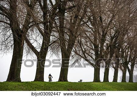 "Cyclist, dreary winter weather, fog, bare trees, Rheindamm, bei Stockum, D? ƒsseldorf, North Rhine-Westphalia, Germany, Europe" View Large Photo Image Stock Photo - "Cyclist, dreary winter weather, fog, bare trees, Rheindamm, bei Stockum, D? ƒsseldorf, North Rhine-Westphalia, Germany, Europe". Fotosearch