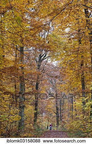 "Cyclist riding along a forest trail in an autumn forest, Stuttgart, Baden-Wurttemberg, Germany, Europe" View Large Photo Image Stock Photo - "Cyclist riding along a forest trail in an autumn forest, Stuttgart, Baden-Wurttemberg, Germany, Europe". Fotosearch