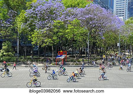 "Cyclists on the main street Paseo de Reforma, in front of blooming jacaranda trees, car-free Sunday, Mexico City, Federal District, Mexico, North America" View Large Photo Image Stock Photograph - "Cyclists on the main street Paseo de Reforma, in front of blooming jacaranda trees, car-free Sunday, Mexico City, Federal District, Mexico, North America". Fotosearch