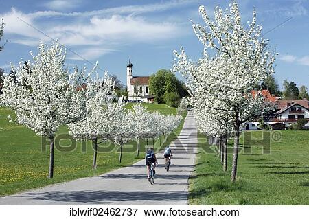 "Cyclists riding along a road with flowering trees, Haidach, Bavaria, Germany, Europe" View Large Photo Image Stock Photo - "Cyclists riding along a road with flowering trees, Haidach, Bavaria, Germany, Europe". Fotosearch