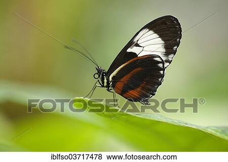 Stock Photo - "Cydno Longwing Butterfly (Heliconius cydno) sitting on a leaf, captive, native to Central America and South America, Saxony, Germany, Europe". Fotosearch