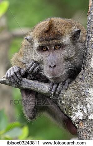 Stock Image - "Cynomolgus Monkey, Crab-eating Macaque or Long-tailed Macaque (Macaca fascicularis), Labuk Bay, Sabah, Borneo, Malaysia, Asia". Fotosearch