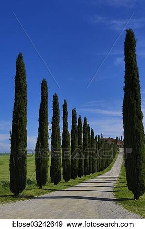 "Cypress avenue, leading to a country house, bei Bagno Vignioni, San Quirico d'Orcia, Val d'Orcia, Province of Siena, Tuscany, Italy, Europe" View Large Photo Image Stock Photo - "Cypress avenue, leading to a country house, bei Bagno Vignioni, San Quirico d'Orcia, Val d'Orcia, Province of Siena, Tuscany, Italy, Europe". Fotosearch
