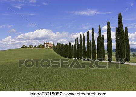 "Cypress avenue to a country house, at Bagno Vignioni, San Quirico d'Orcia, Val d'Orcia, Province of Siena, Tuscany, Italy, Europe" View Large Photo Image Stock Photo - "Cypress avenue to a country house, at Bagno Vignioni, San Quirico d'Orcia, Val d'Orcia, Province of Siena, Tuscany, Italy, Europe". Fotosearch