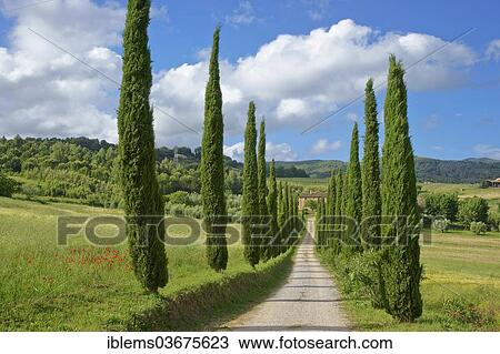 "Cypress avenue to a Tuscan farmhouse, Tuscany, Italy, Europe" View Large Photo Image Stock Image - "Cypress avenue to a Tuscan farmhouse, Tuscany, Italy, Europe". Fotosearch