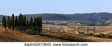 Cypress-grove on ploughed field, Orcia Valley, Tuscany, Italy, Europe View Large Photo Image Stock Image - Cypress-grove on ploughed field, Orcia Valley, Tuscany, Italy, Europe. Fotosearch