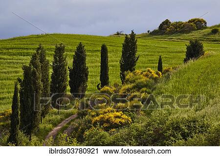 "Cypress lined path, Torrenieri, Tuscany, Italy, Europe" View Large Photo Image Stock Image - "Cypress lined path, Torrenieri, Tuscany, Italy, Europe". Fotosearch