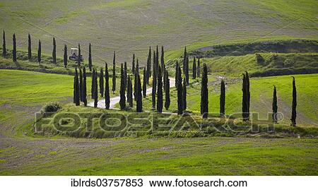 "Cypress-lined road, Chiusure, Province of Siena, Tuscany, Italy, Europe" View Large Photo Image Stock Image - "Cypress-lined road, Chiusure, Province of Siena, Tuscany, Italy, Europe". Fotosearch