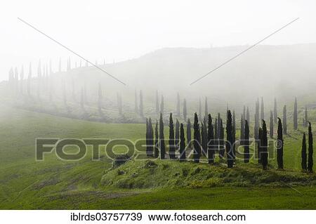 "Cypress-lined road in the fog, Chiusure, Province of Siena, Tuscany, Italy, Europe" View Large Photo Image Stock Photo - "Cypress-lined road in the fog, Chiusure, Province of Siena, Tuscany, Italy, Europe". Fotosearch