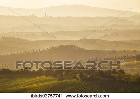 "Cypress-lined roads and graded hills, with the towers of Siena in the distance, Vescona, Asciano, Province of Siena, Tuscany, Italy, Europe" View Large Photo Image Stock Image - "Cypress-lined roads and graded hills, with the towers of Siena in the distance, Vescona, Asciano, Province of Siena, Tuscany, Italy, Europe". Fotosearch