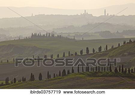 "Cypress-lined roads and graded hills, with the towers of Siena in the distance, Vescona, Asciano, Province of Siena, Tuscany, Italy, Europe" View Large Photo Image Stock Photo - "Cypress-lined roads and graded hills, with the towers of Siena in the distance, Vescona, Asciano, Province of Siena, Tuscany, Italy, Europe". Fotosearch