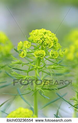 "Cypress spurge (Euphorbia cyparissias), North Rhine-Westphalia, Germany, Europe" View Large Photo Image Picture - "Cypress spurge (Euphorbia cyparissias), North Rhine-Westphalia, Germany, Europe". Fotosearch