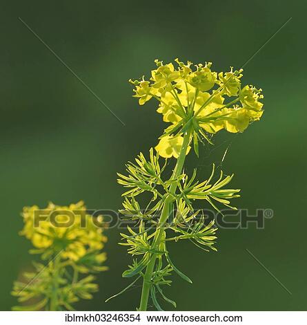 "Cypress Spurge (Euphorbia cyparissias), inflorescence, Bebra, Hesse, Germany, Europe" View Large Photo Image Picture - "Cypress Spurge (Euphorbia cyparissias), inflorescence, Bebra, Hesse, Germany, Europe". Fotosearch