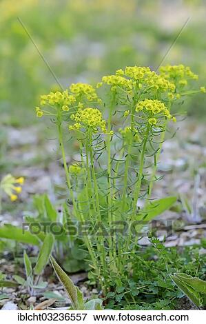 "Cypress spurge (Euphorbia cyparissias), North Rhine-Westphalia, Germany, Europe" View Large Photo Image Stock Photo - "Cypress spurge (Euphorbia cyparissias), North Rhine-Westphalia, Germany, Europe". Fotosearch
