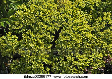 "Cypress Spurge (Euphorbia cyparissias), Botanical Garden, Erlangen, Middle Franconia, Bavaria, Germany, Europe" View Large Photo Image Stock Photo - "Cypress Spurge (Euphorbia cyparissias), Botanical Garden, Erlangen, Middle Franconia, Bavaria, Germany, Europe". Fotosearch