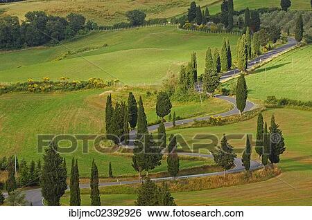 "Cypress trees along road from Pienza to Montepulciano, Val d'Orcia, Orcia Valley, UNESCO World Heritage Site, Siena Province, Tuscany, Italy, Europe" View Large Photo Image Stock Photograph - "Cypress trees along road from Pienza to Montepulciano, Val d'Orcia, Orcia Valley, UNESCO World Heritage Site, Siena Province, Tuscany, Italy, Europe". Fotosearch