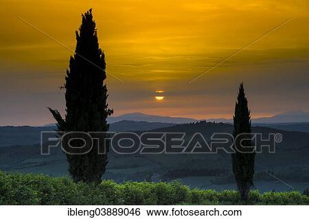 "Cypress trees at sunset, St. Francis' Path, Tuscany, Italy, Europe" View Large Photo Image Stock Photograph - "Cypress trees at sunset, St. Francis' Path, Tuscany, Italy, Europe". Fotosearch