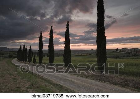 "Cypress trees in the evening, near San Quirico d'Orcia, Val d'Orcia region, Province of Siena, Tuscany, Italy, Europe" View Large Photo Image Stock Photography - "Cypress trees in the evening, near San Quirico d'Orcia, Val d'Orcia region, Province of Siena, Tuscany, Italy, Europe". Fotosearch