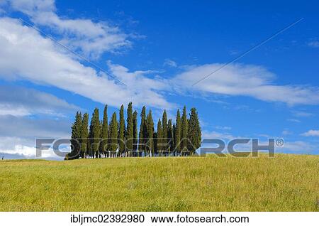 "Cypress trees, San Quirico d'Orcia, Val d'Orcia, Orcia Valley, UNESCO World Heritage Site, Siena Province, Tuscany, Italy, Europe" View Large Photo Image Stock Image - "Cypress trees, San Quirico d'Orcia, Val d'Orcia, Orcia Valley, UNESCO World Heritage Site, Siena Province, Tuscany, Italy, Europe". Fotosearch