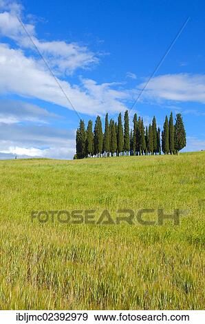 "Cypress trees, San Quirico d'Orcia, Val d'Orcia, Orcia Valley, UNESCO World Heritage Site, Siena Province, Tuscany, Italy, Europe" View Large Photo Image Stock Photo - "Cypress trees, San Quirico d'Orcia, Val d'Orcia, Orcia Valley, UNESCO World Heritage Site, Siena Province, Tuscany, Italy, Europe". Fotosearch