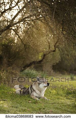 "Czechoslovakian Wolfdog, 3. 5 years, male, lying in the grass, Majorca, Balearic Islands, Spain, Europe" View Large Photo Image Stock Image - "Czechoslovakian Wolfdog, 3. 5 years, male, lying in the grass, Majorca, Balearic Islands, Spain, Europe". Fotosearch
