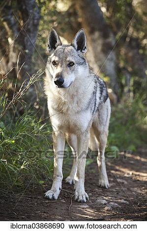 "Czechoslovakian Wolfdog, 3. 5 years, male, standing, Majorca, Balearic Islands, Spain, Europe" View Large Photo Image Stock Image - "Czechoslovakian Wolfdog, 3. 5 years, male, standing, Majorca, Balearic Islands, Spain, Europe". Fotosearch