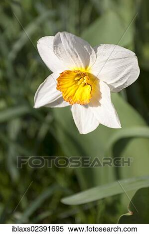 Stock Photography - "Daffodil (Narcissus) on the island of Mainau, Baden-Wuerttemberg, Germany, Europe". Fotosearch