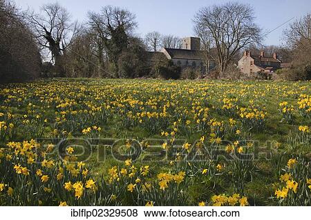 Stock Photo - "Daffodil (Narcissus pseudonarcissus) flowering mass, growing in grassland habitat, with village church at back, Brinton, Norfolk, England, United Kingdom, Europe". Fotosearch