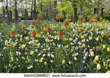 "Daffodils (Narcissus hybrids) and Kaiser's crowns (Fritillaria imperialis) in Keukenhof, Lisse, South Holland, The Netherlands, Europe" View Large Photo Image Stock Image - "Daffodils (Narcissus hybrids) and Kaiser's crowns (Fritillaria imperialis) in Keukenhof, Lisse, South Holland, The Netherlands, Europe". Fotosearch
