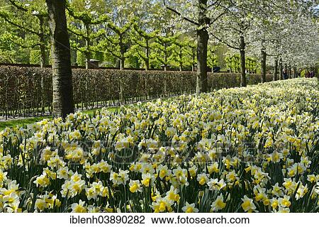 "Daffodils (Narcissus hybrids) in Keukenhof, also known as the Garden of Europe, Lisse, South Holland, The Netherlands, Europe" View Large Photo Image Stock Image - "Daffodils (Narcissus hybrids) in Keukenhof, also known as the Garden of Europe, Lisse, South Holland, The Netherlands, Europe". Fotosearch
