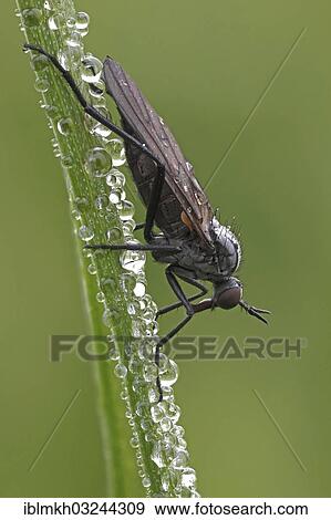 "Dagger Fly or Balloon Fly (Empididae), Bad Hersfeld, Bad Hersfeld, Hesse, Germany, Europe" View Large Photo Image Stock Photo - "Dagger Fly or Balloon Fly (Empididae), Bad Hersfeld, Bad Hersfeld, Hesse, Germany, Europe". Fotosearch