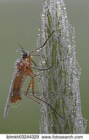 "Dagger Fly or Balloon Fly (Empididae), Bad Hersfeld, Bad Hersfeld, Hesse, Germany, Europe" View Large Photo Image Stock Photo - "Dagger Fly or Balloon Fly (Empididae), Bad Hersfeld, Bad Hersfeld, Hesse, Germany, Europe". Fotosearch