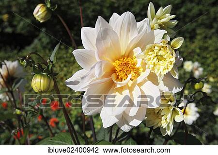 Dahlia cultivar Chianti (Dahlia Chianti) View Large Photo Image Stock Image - Dahlia cultivar Chianti (Dahlia Chianti). Fotosearch