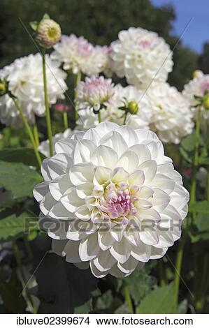 Dahlia cultivar Eveline (Dahlia Eveline) View Large Photo Image Picture - Dahlia cultivar Eveline (Dahlia Eveline). Fotosearch