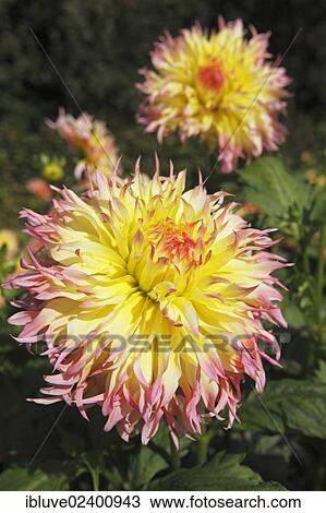 Dahlia cultivar Hapet Perfect (Dahlia Hapet Perfect) View Large Photo Image Stock Image - Dahlia cultivar Hapet Perfect (Dahlia Hapet Perfect). Fotosearch