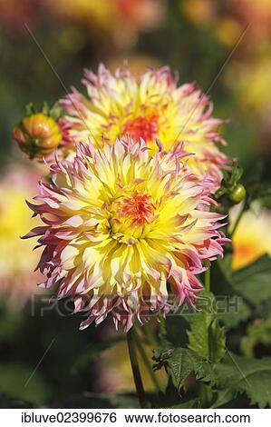 Dahlia cultivar Hapet Perfect (Dahlia Hapet Perfect) View Large Photo Image Stock Photograph - Dahlia cultivar Hapet Perfect (Dahlia Hapet Perfect). Fotosearch