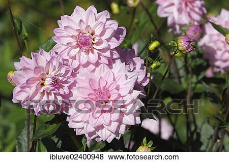 Dahlia cultivar Ingrids Traum (Dahlia Ingrids Traum) View Large Photo Image Stock Photo - Dahlia cultivar Ingrids Traum (Dahlia Ingrids Traum). Fotosearch