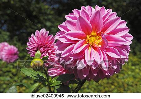 Dahlia cultivar Lucky Number (Dahlia Lucky Number) View Large Photo Image Stock Photography - Dahlia cultivar Lucky Number (Dahlia Lucky Number). Fotosearch